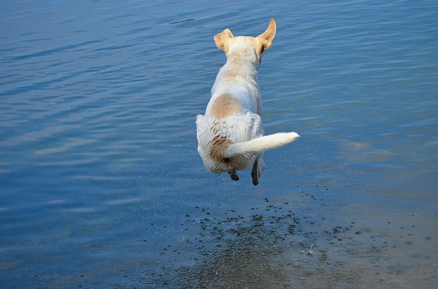 Schwimmen